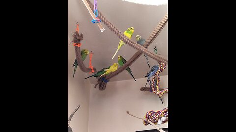 Catch up with 9 Budgies