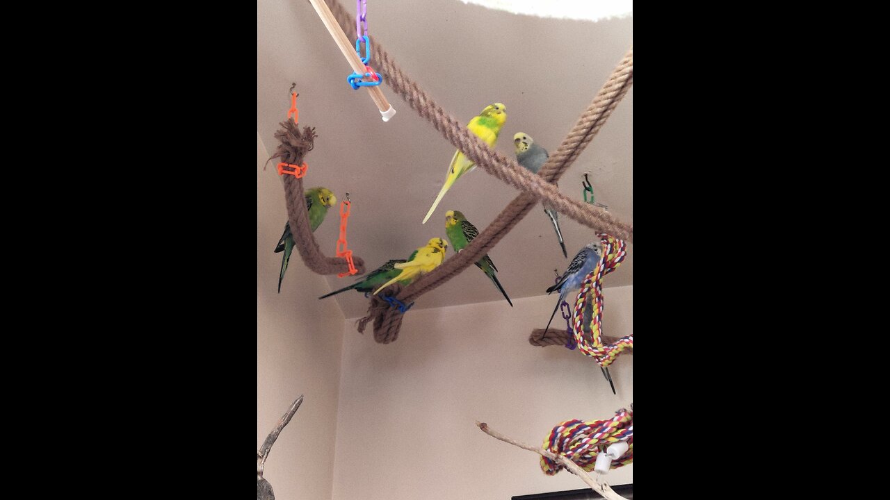 Catch up with 9 Budgies