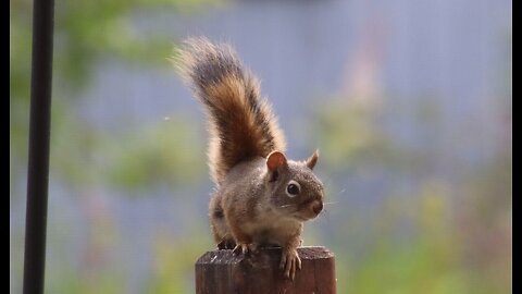 The Great Santa Monica Squirrel Caper - Pesky Rodents Taking Over City Park