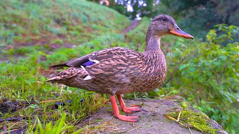 Spending Little Time Together with the Mother Hen (of the 7 ducklings)