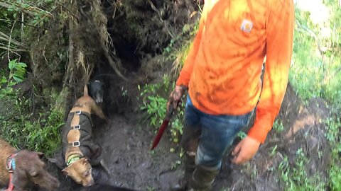 Davisboro hog hunt 6/18/25