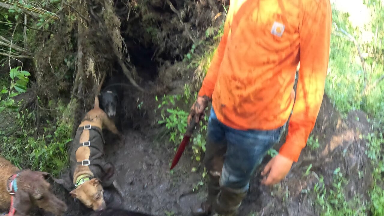 Davisboro hog hunt 6/18/25