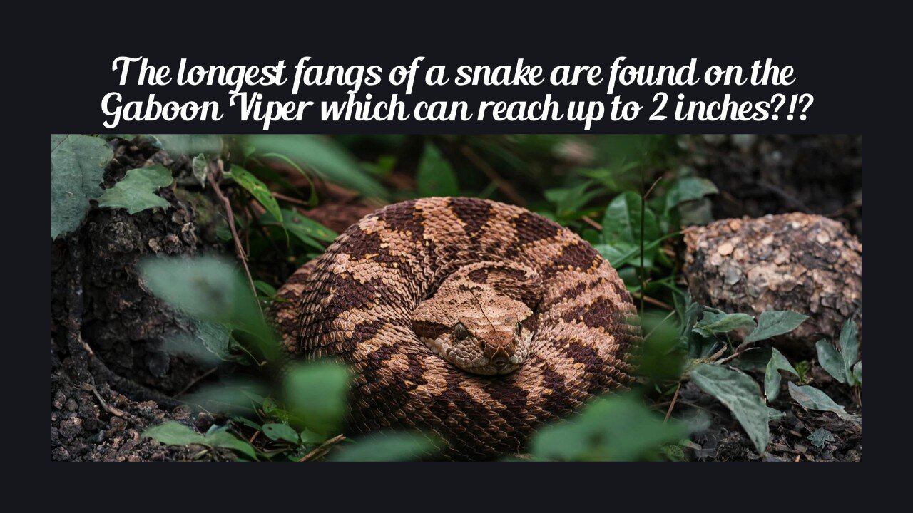 Fun Fact for Apr 14th 2025 Pt 1