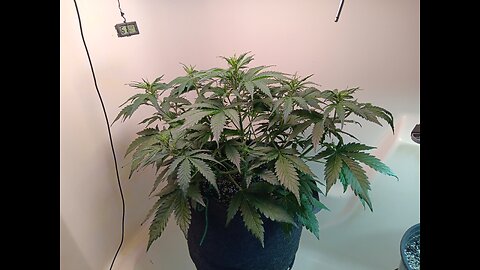 Gorilla Cookies week 4 day 1