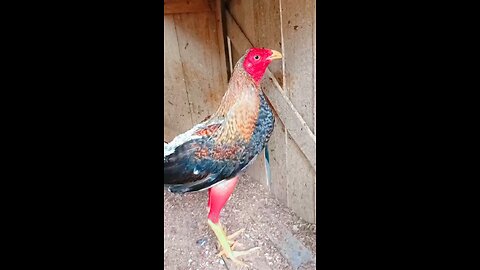 “Gallo fino no amenaza, entra y destroza.”