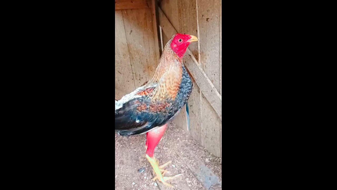 “Gallo fino no amenaza, entra y destroza.”