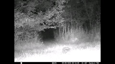 Deer Cam 09 09 2025 Raccoons Game Cam Trail Cam