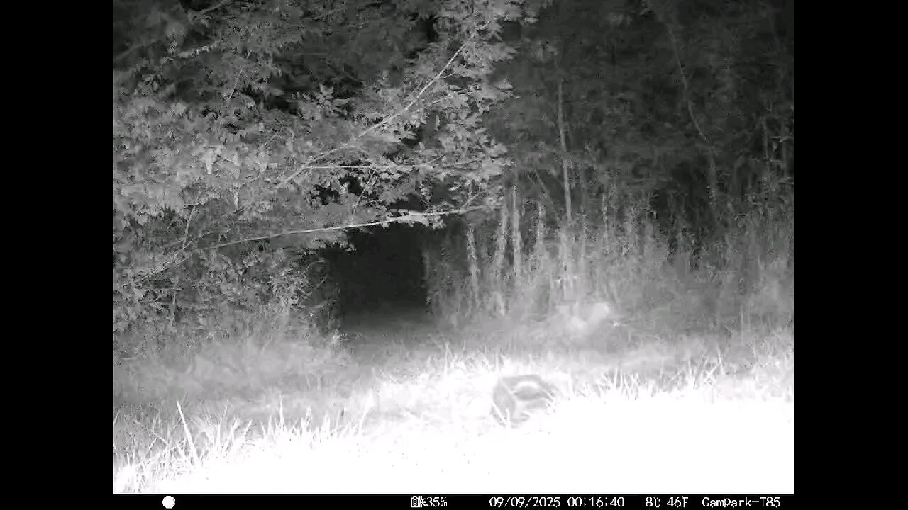 Deer Cam 09 09 2025 Raccoons Game Cam Trail Cam