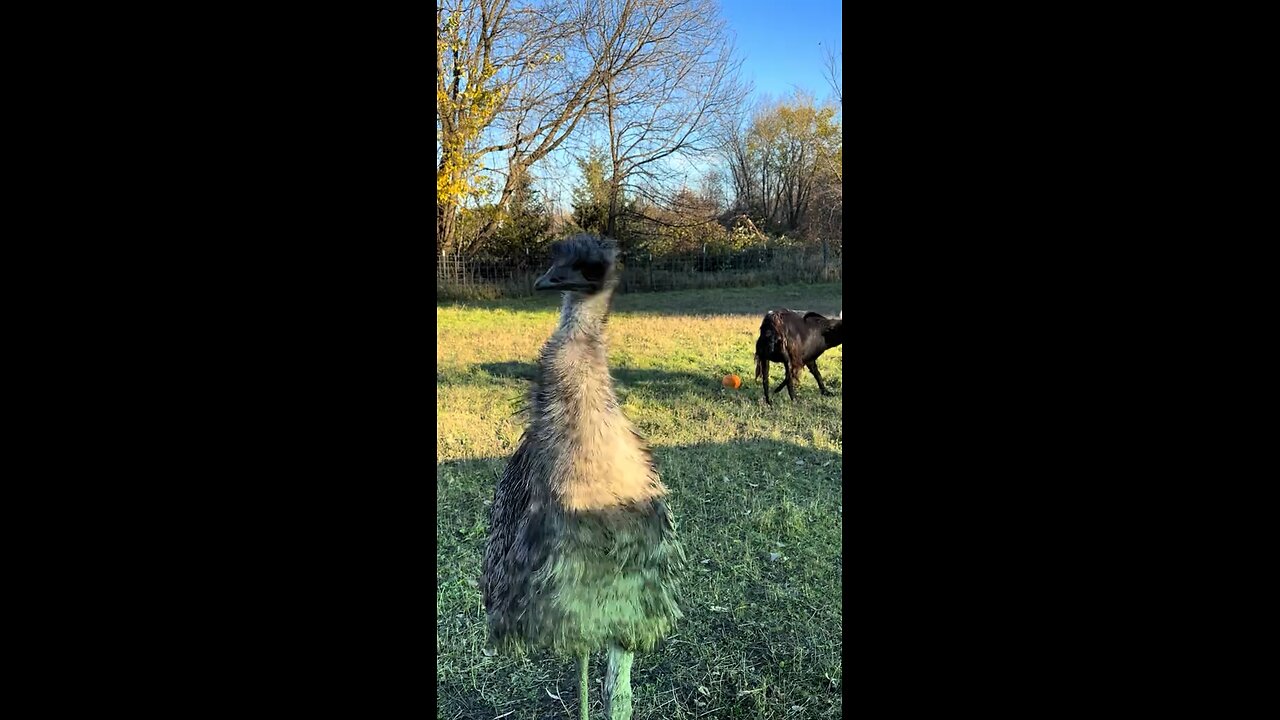 Emu bird