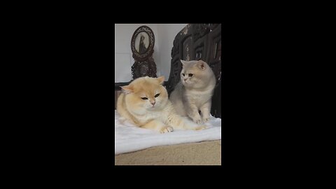Furry Feline Fight