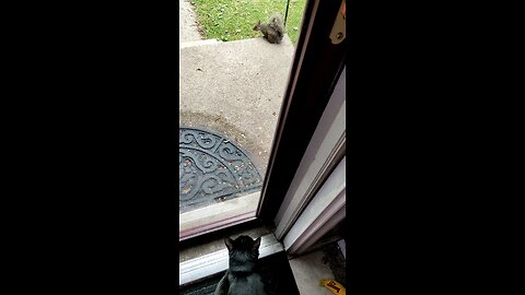 Cookie Cutter The Cat Watching A Squirrel, Dbn, MI, 6/5/25