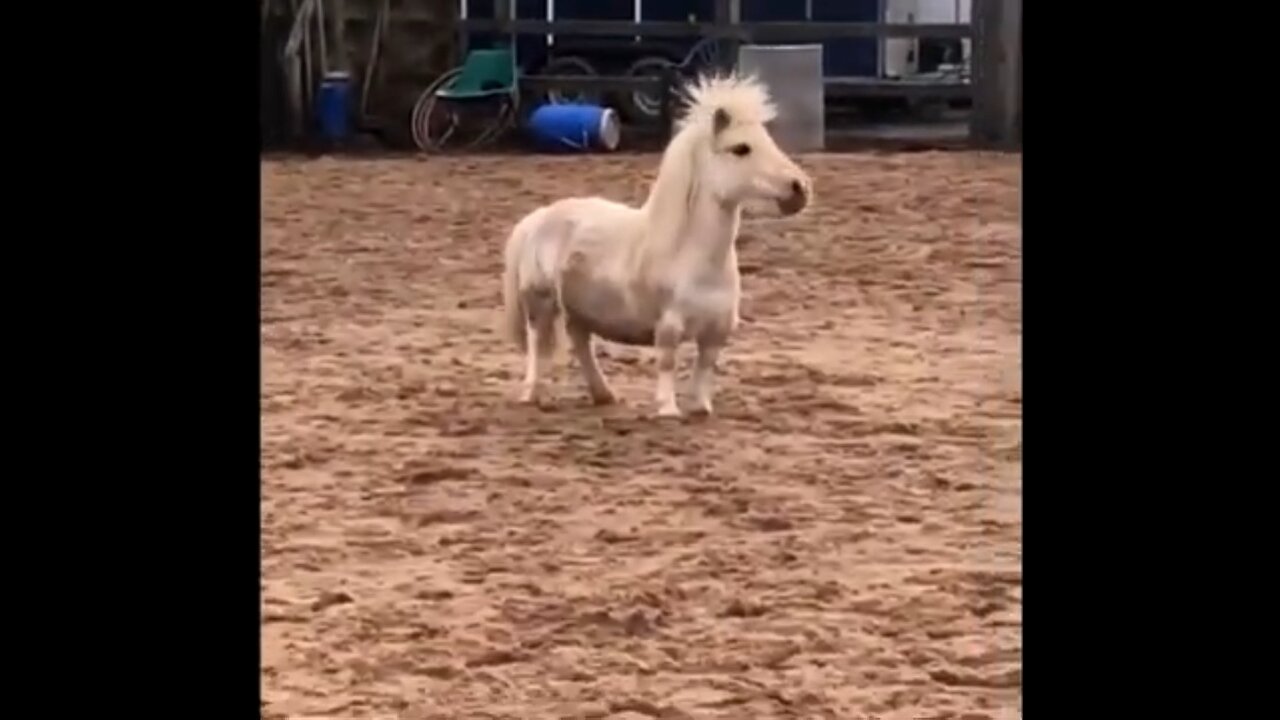 Funniest Animal Videos Ever (Part 1) Your Daily Dose Of Internet
