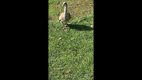 Egyptian Goose 🪿 #egyptiangoose #followme #shorts #viral #trending #goose