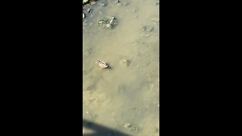 Mallard Ducks 🦆 #mallardducks #shorts #viral #trending #ducks #duck #followme