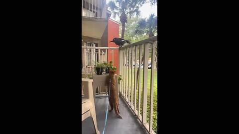Funny Animals