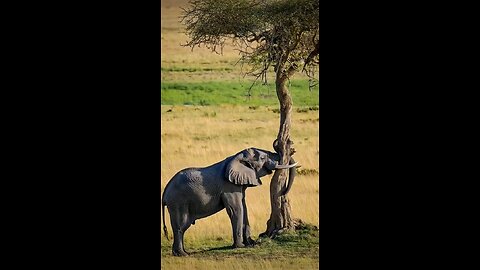 In a heart-stopping incident, a baby elephant accidentally fell into a deep trench,
