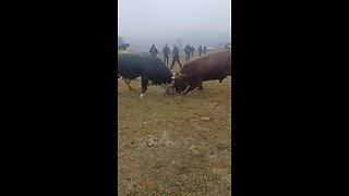 Brizan od Patkovića vs Kameni od Arnauta