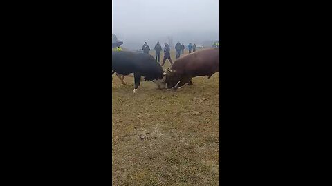 Brizan od Patkovića vs Kameni od Arnauta