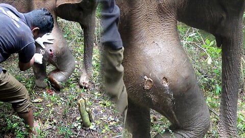 Young Angry Bull suffering with an Abscess Popped in the Leg, gets treated by wildlife officers