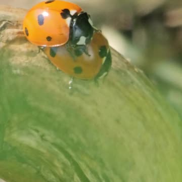 Biedronkowy numerek [9:16]