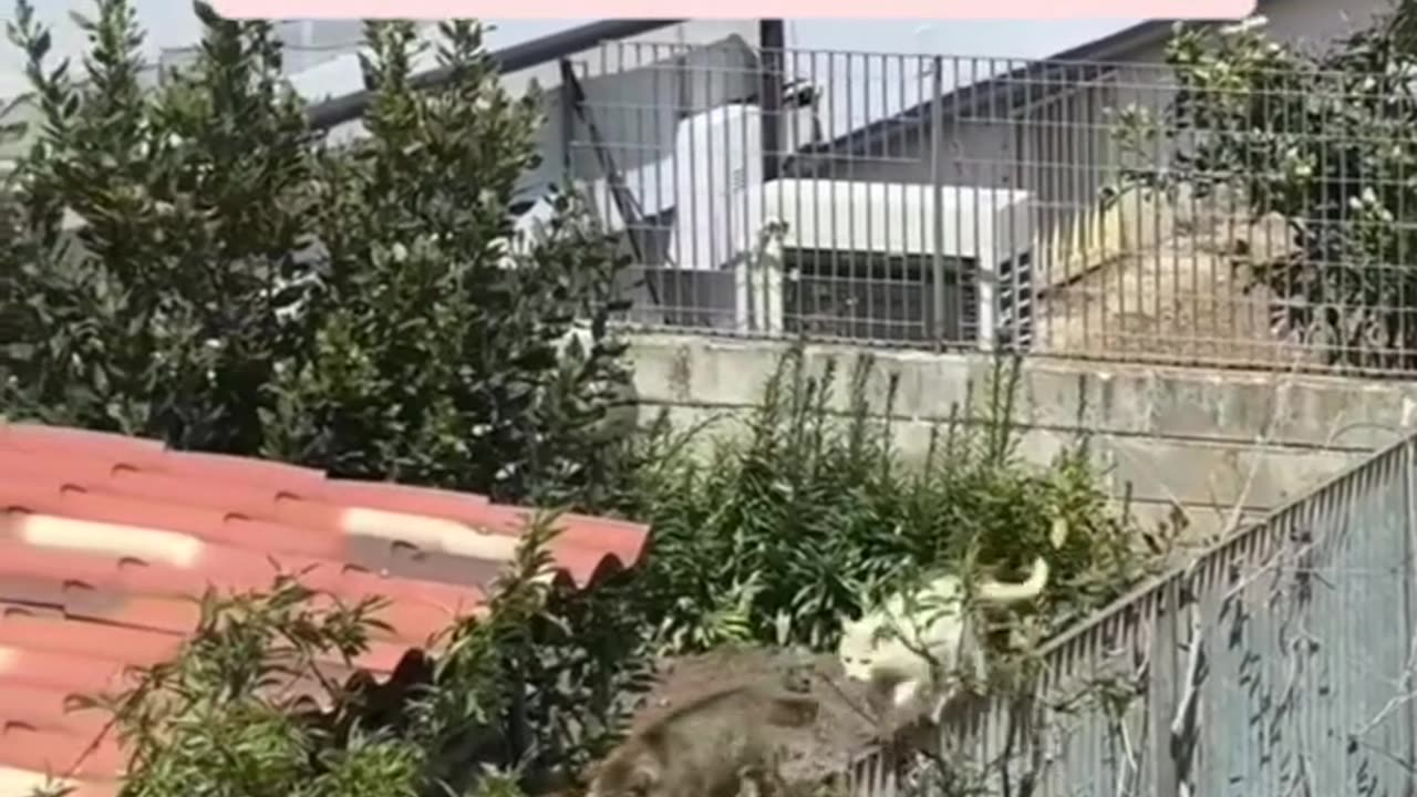 three coolest cats ever! 😎🐱🐱🐱