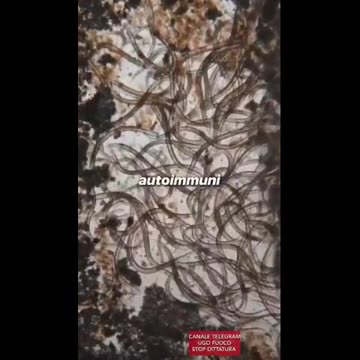 Cosa c'è davvero nel sushi?