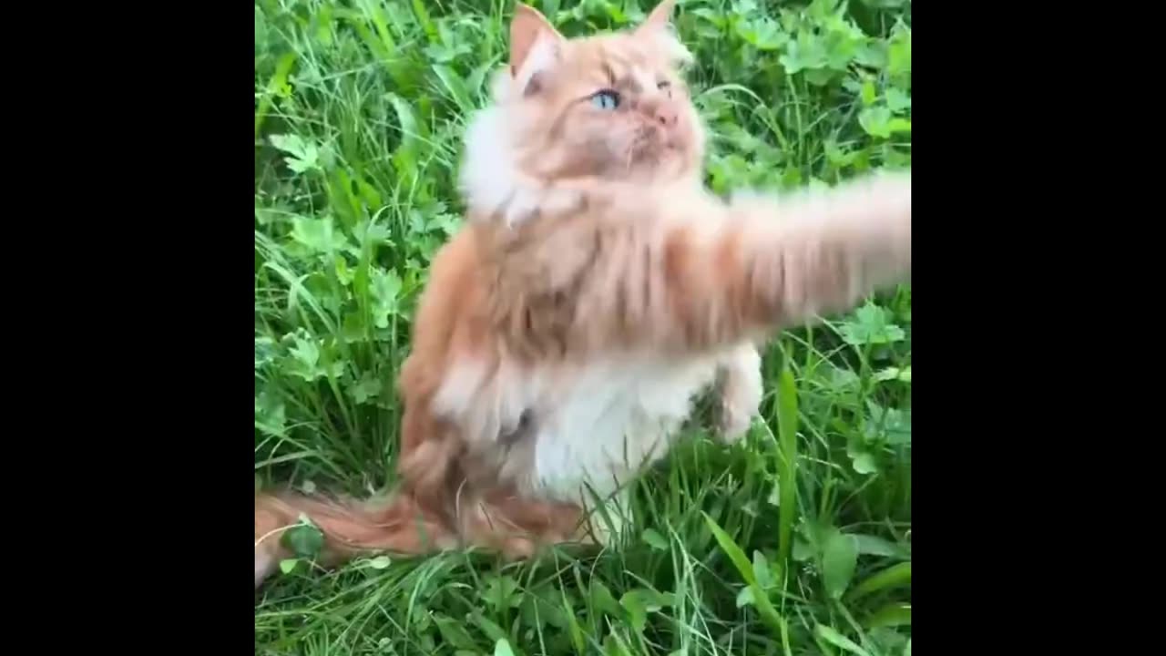 Paws & Giggles: Ultimate Cat Fails Compilation!