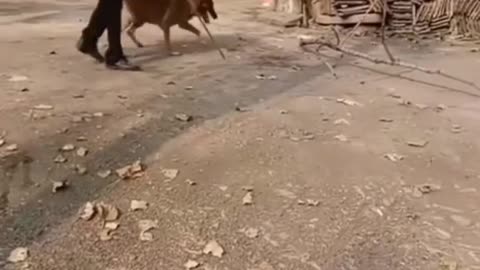 Cute Pets And Funny Animals Compilation ｜｜ CREATIVE COMMONS.On_sfWnr2KU