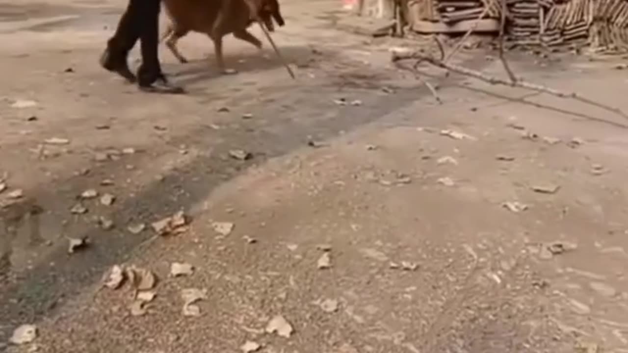 Cute Pets And Funny Animals Compilation || CREATIVE COMMONS.On_sfWnr2KU