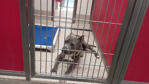 Cuteness-outside 1y A833931 Enos@gate 1y A873195 kennel 65 pod 3 PACC shelter Enos barks20250709_330