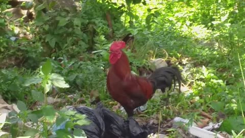 ChICKEN 2