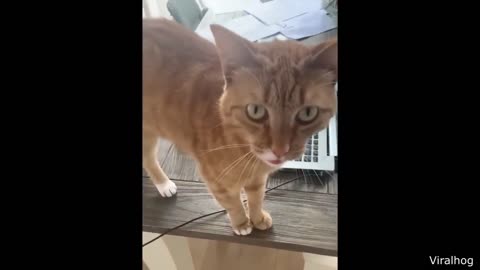 Best Cat Videos of the Decade 🐱 | Funny & Cute Cats Compilation