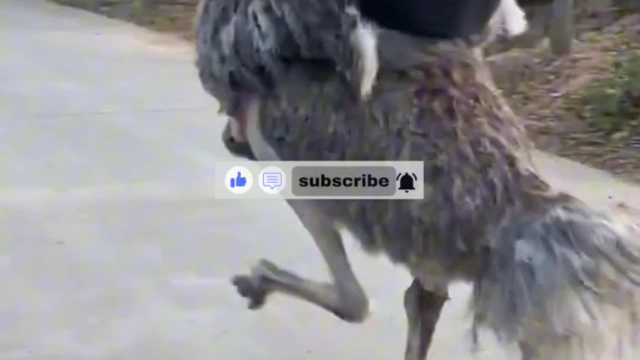 ostrich