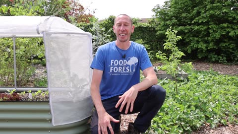 This NEW Method of Trellising Tomatoes Will CHANGE Your Life – Gardening Made Easy!