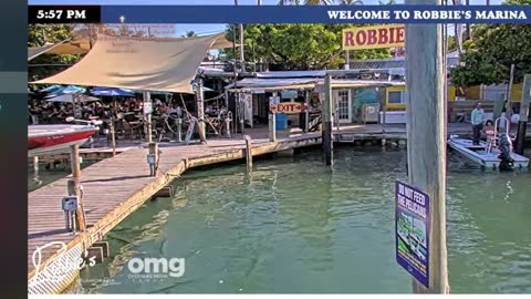 New! live boating and Pelican video with the word