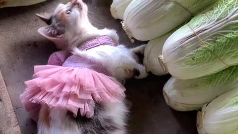 Ballerina Kitten At The Market