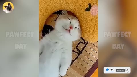 Only 1% Can Watch Without Laughing! 😂🤣 Funniest Cats of 2025 😻