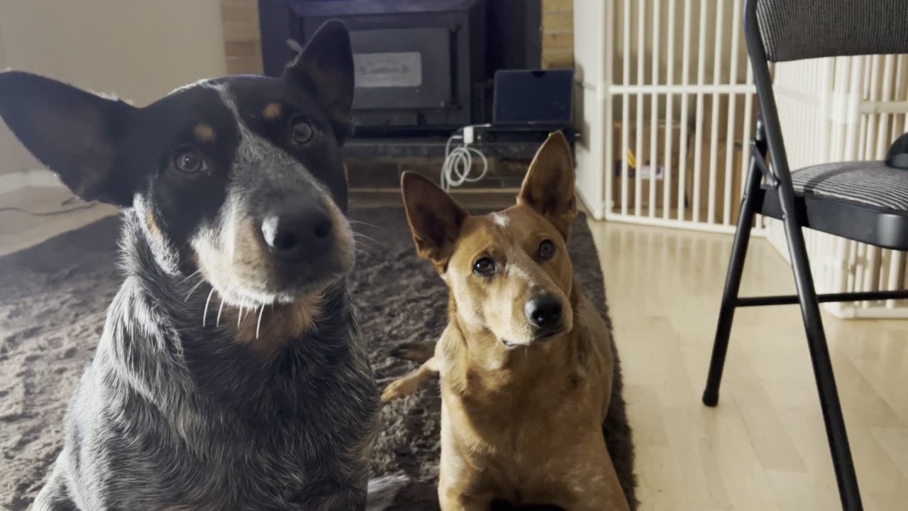 hungry pups 2309842309842