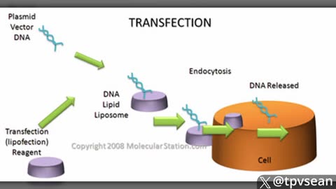 Furious Vaxxed Suing Unvaccinated for ‘Not Warning Them’ About Deadly mRNA Dangers