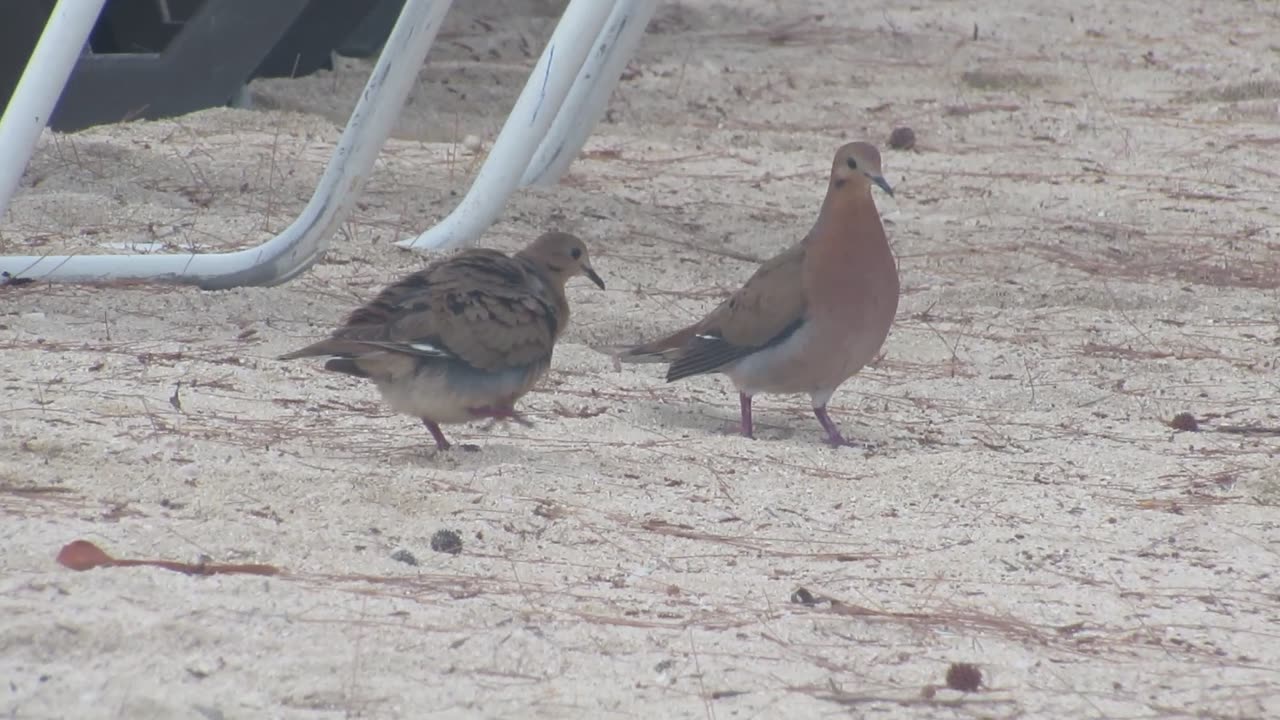 Zenaida Doves Preening and Mating