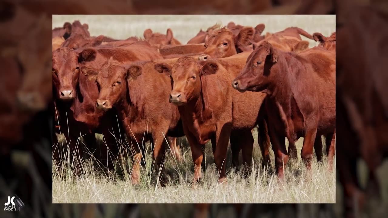 James Kaddis - History Was Just Made On The Temple Mount!