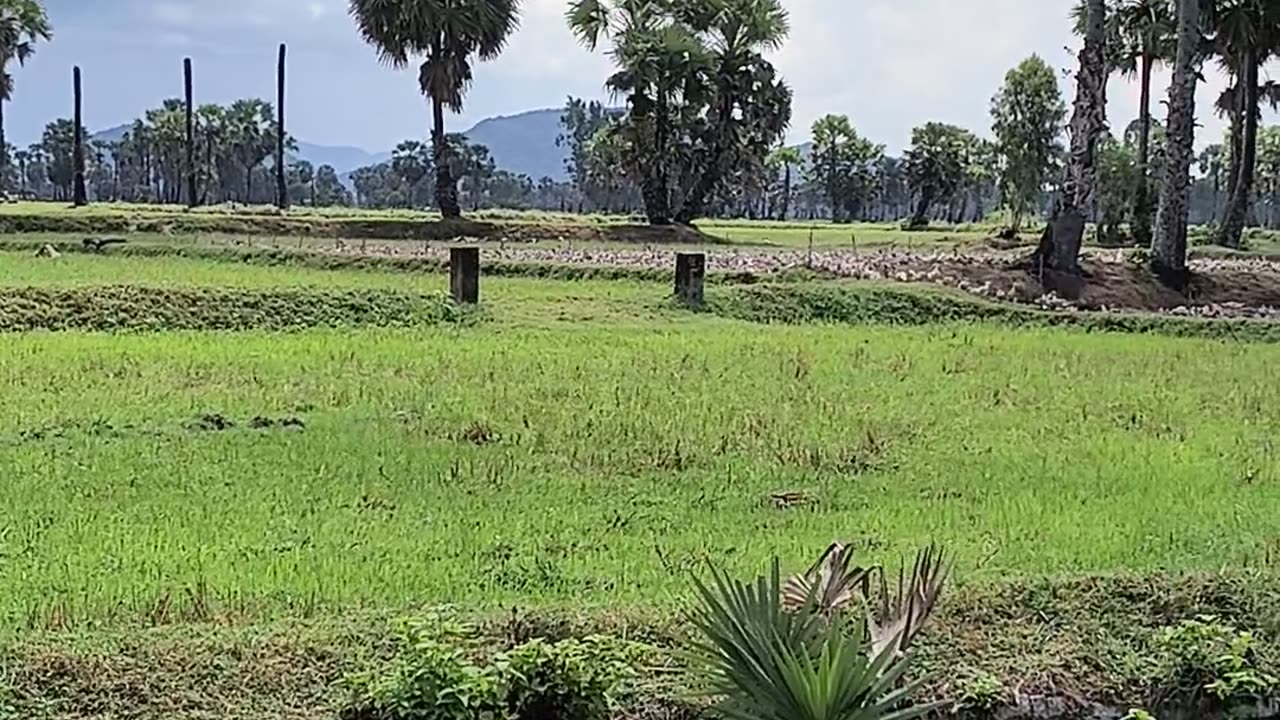 Cánh đồng thốt nốt