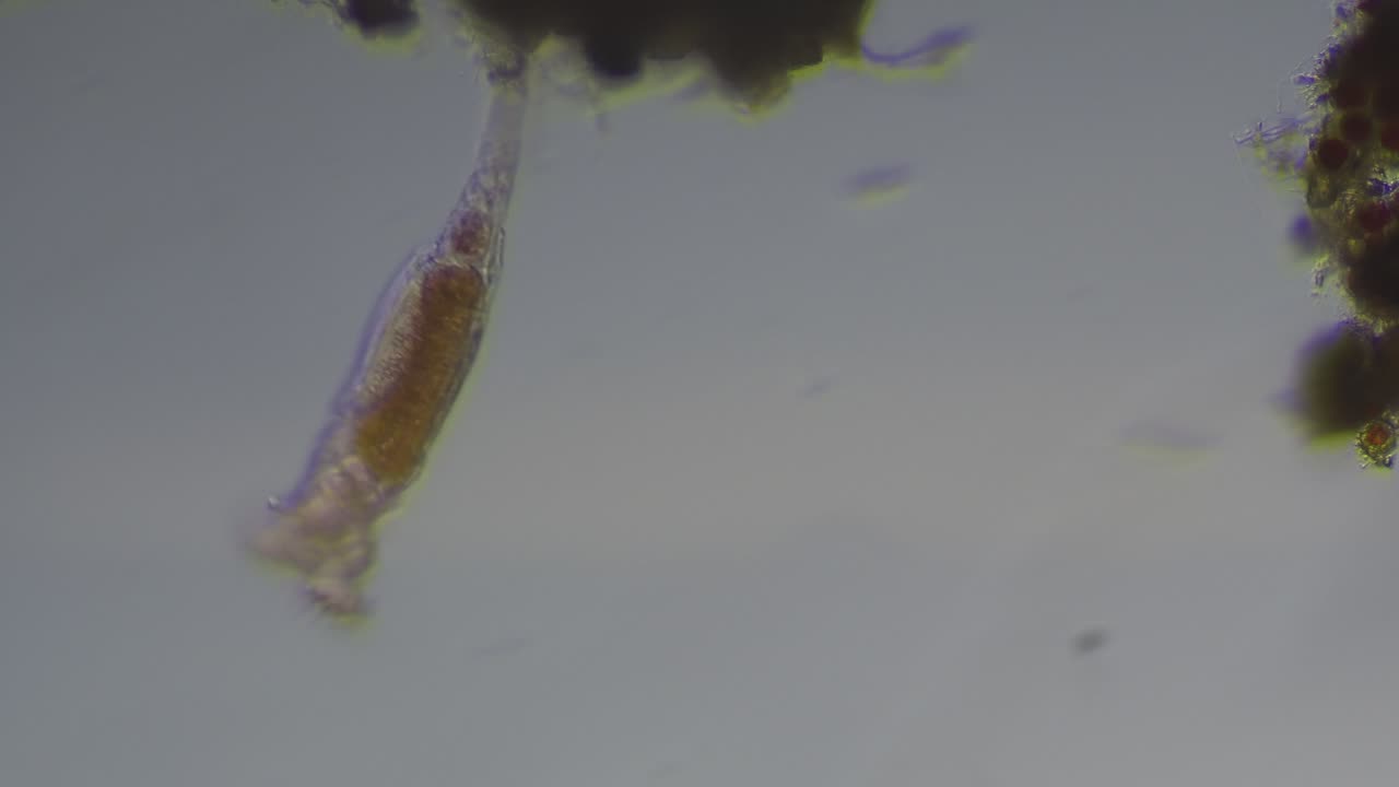 Rotifers