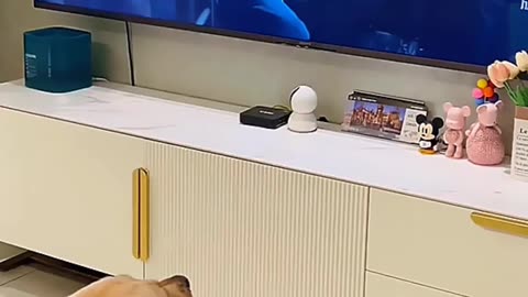 Dog’s Funniest Reaction to Food! 🐶😂 #Shorts