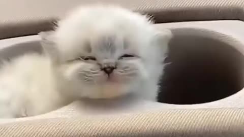 Cute kittens❤️