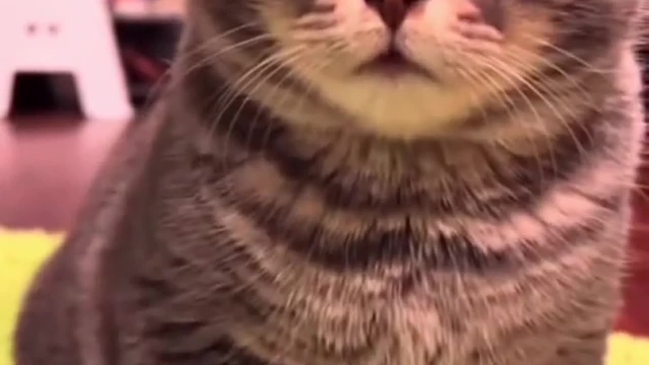 Funny cats #ai #aivideo #cutecat #funnycats #funny #meow