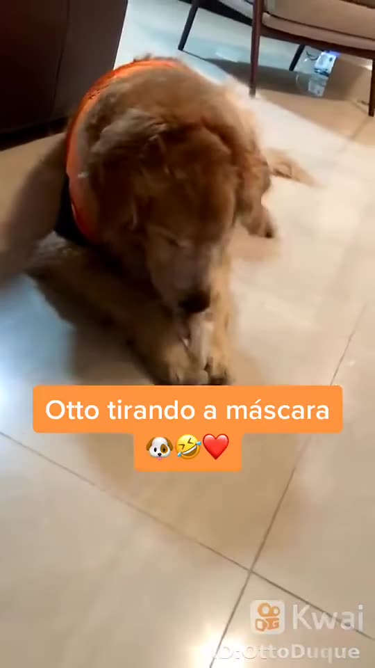 cao oton usando mascara.mp4