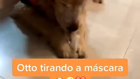 cao oton usando mascara.mp4