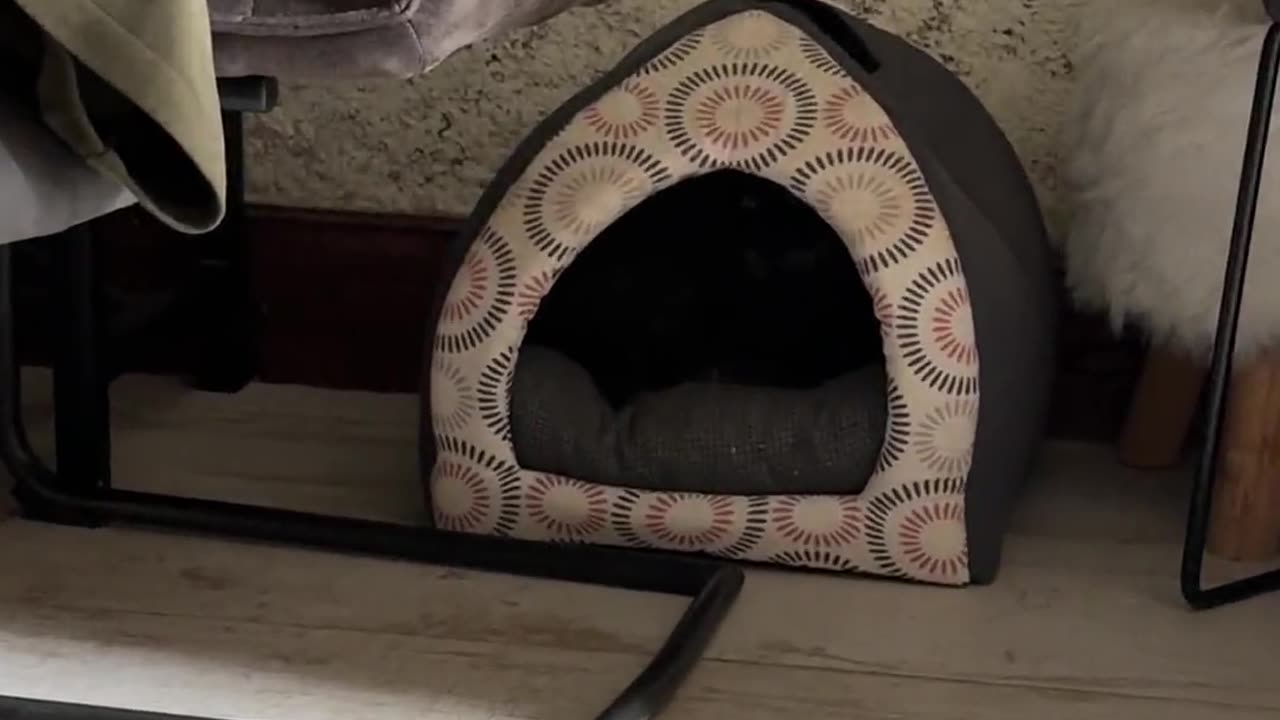 😱💀 You Won't Believe This Scaredy-Kitten's Jump Scare! | FunFM