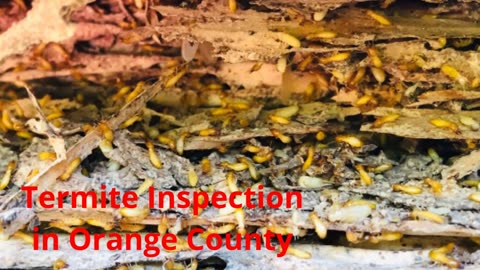 Ecola Termite Inspection in Orange County, CA